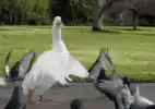 white goose flapping wings at pigeons