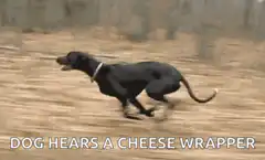 Dog hears cheese wrapper