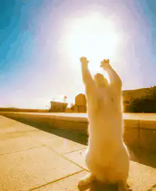 Cat reaching for the sun