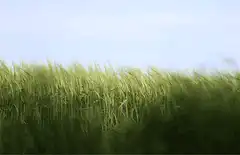 Green grass blowing in the wind