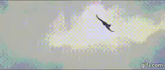 Giant bird lands and explodes