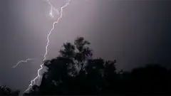 Lightning strike illuminates trees