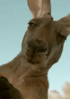 Kangaroo winking at camera