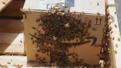 bees swarming an amazon box