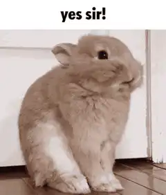 Yes Sir Rabbit Nodding