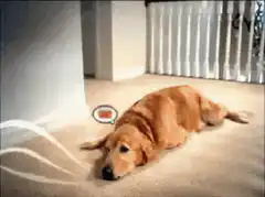Golden Retriever dreaming of bacon