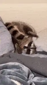 Sleeping raccoon in bed
