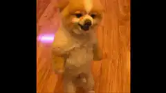 Dancing Pomeranian Dog