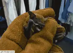 Bat in thick glove hissing and biting
