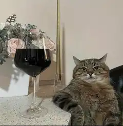 cat with wine glass