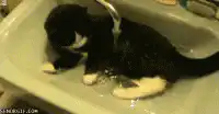kitten playing under faucet