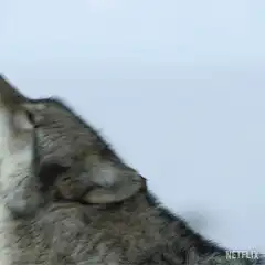 wolf howling in snow