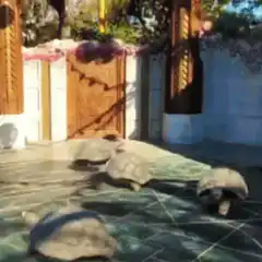 Turtles walking on tiled floor