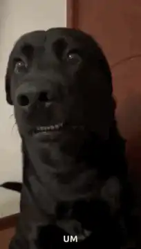 Black dog looking confused