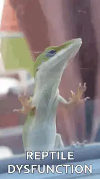 Green lizard looking up with text
