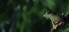 Frog jumping off branch in slow motion