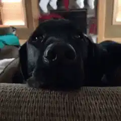 black dog resting on couch
