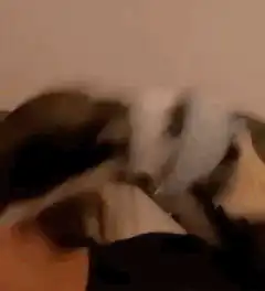 Dog licking woman's face