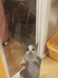 Happy kitten jumping at glass door