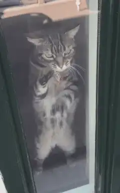 Tabby cat pawing at glass door
