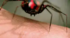 Redback spider crawling on skin