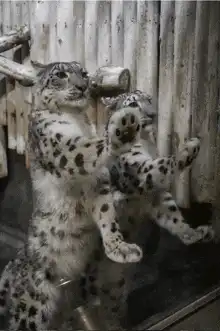 Snow leopard cub drinking from bottle