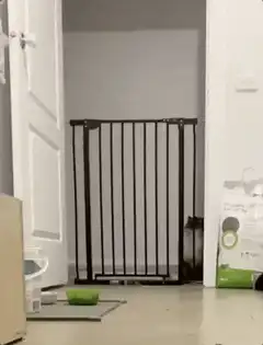 Cat jumps over baby gate
