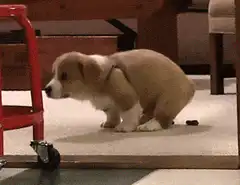 Corgi puppy sniffing a red cart
