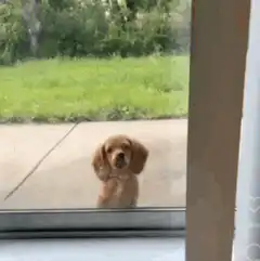 Cocker Spaniel puppy barking at glass door