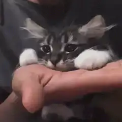 Sad kitten resting on hand