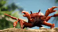 Red crab dancing on rock