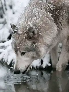 wolf drinking snow water