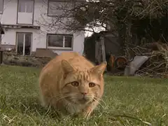 orange cat stalking in grass