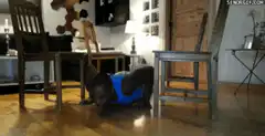 Man doing pushups on chairs