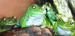 Three green frogs sitting on a rock
