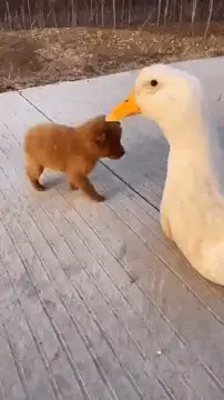 Puppy rides on duck's back