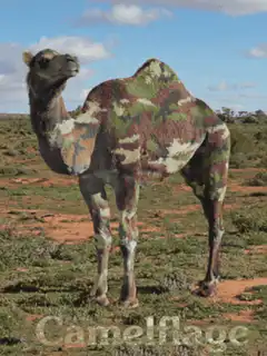 Camel with camouflage pattern