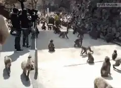 Huge monkey stampede