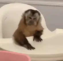 Baby monkey sitting in high chair