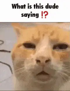Confused cat face zoom