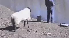 Sheep pushes man into water