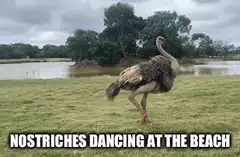 ostrich dancing at the beach
