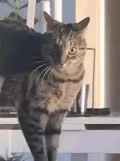 Cat with wide eyes looking at camera