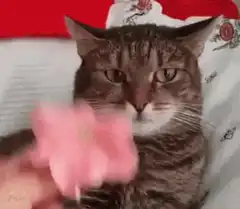Cat gets bow and transforms