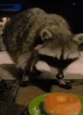 Raccoon steals a donut