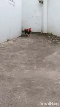 Rooster struts confidently