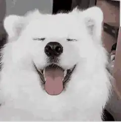 Happy white dog smiling