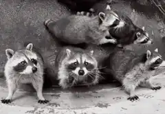 Raccoon reaches for the camera