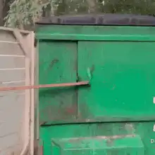 Raccoon in dumpster with stick