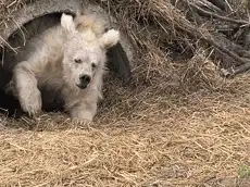 White polar bear cub in straw
